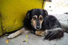 ZOJA, Hund, Mischlingshund in Bulgarien - Bild 3