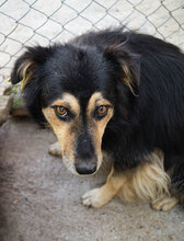 ZOJA, Hund, Mischlingshund in Bulgarien - Bild 4