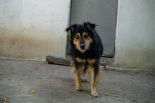ZOJA, Hund, Mischlingshund in Bulgarien - Bild 5