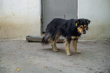 ZOJA, Hund, Mischlingshund in Bulgarien - Bild 6