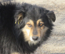 ZOJA, Hund, Mischlingshund in Bulgarien - Bild 7