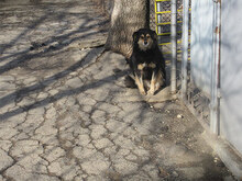 ZOJA, Hund, Mischlingshund in Bulgarien - Bild 8