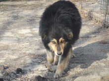 ZOJA, Hund, Mischlingshund in Bulgarien - Bild 9
