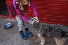 JO, Hund, Mischlingshund in Rumänien - Bild 4