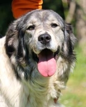 SONJA, Hund, Kaukasischer Schäferhund-Mix in Italien - Bild 1