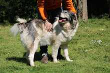 SONJA, Hund, Kaukasischer Schäferhund-Mix in Italien - Bild 4