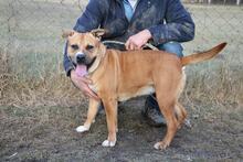 LUNA, Hund, American Staffordshire Terrier-Mix in Ungarn - Bild 1