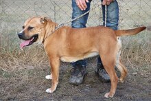 LUNA, Hund, American Staffordshire Terrier-Mix in Ungarn - Bild 3