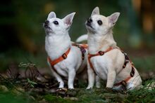 LOTY, Hund, Chihuahua in Bammental - Bild 1