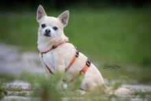 LOTY, Hund, Chihuahua in Bammental - Bild 10