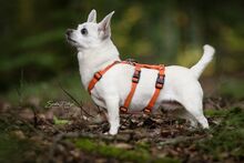 LOTY, Hund, Chihuahua in Bammental - Bild 11