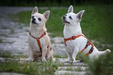 LOTY, Hund, Chihuahua in Bammental - Bild 12