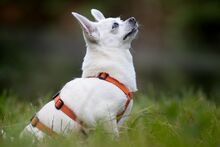 LOTY, Hund, Chihuahua in Bammental - Bild 13