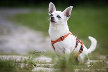LOTY, Hund, Chihuahua in Bammental - Bild 14