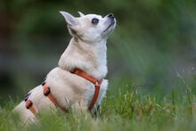 LOTY, Hund, Chihuahua in Bammental - Bild 16