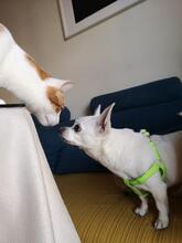 LOTY, Hund, Chihuahua in Bammental - Bild 5