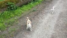 LOTY, Hund, Chihuahua in Bammental - Bild 9
