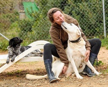 CARLOS, Hund, Labrador Retriever-Mix in Spanien - Bild 4