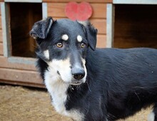 KIRI, Hund, Mischlingshund in Rumänien - Bild 1