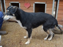 KIRI, Hund, Mischlingshund in Rumänien - Bild 10