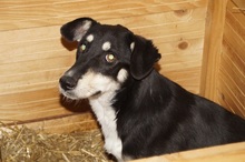 KIRI, Hund, Mischlingshund in Rumänien - Bild 11