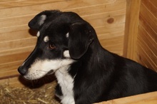 KIRI, Hund, Mischlingshund in Rumänien - Bild 12