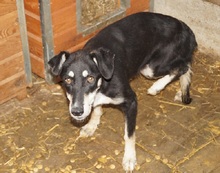 KIRI, Hund, Mischlingshund in Rumänien - Bild 13
