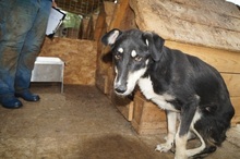 KIRI, Hund, Mischlingshund in Rumänien - Bild 14