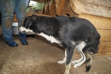 KIRI, Hund, Mischlingshund in Rumänien - Bild 15