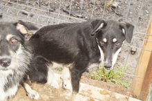 KIRI, Hund, Mischlingshund in Rumänien - Bild 16