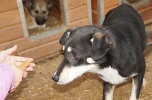 KIRI, Hund, Mischlingshund in Rumänien - Bild 19