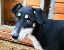 KIRI, Hund, Mischlingshund in Rumänien - Bild 2