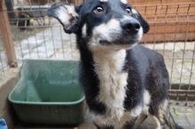 KIRI, Hund, Mischlingshund in Rumänien - Bild 3