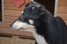 KIRI, Hund, Mischlingshund in Rumänien - Bild 4
