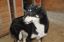 KIRI, Hund, Mischlingshund in Rumänien - Bild 5