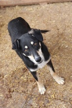 KIRI, Hund, Mischlingshund in Rumänien - Bild 6