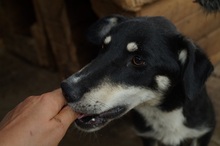 KIRI, Hund, Mischlingshund in Rumänien - Bild 7