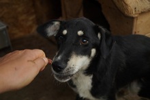 KIRI, Hund, Mischlingshund in Rumänien - Bild 8