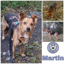 MARTIN, Hund, Mischlingshund in Bad Ems - Bild 2