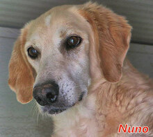 NUNO, Hund, Mischlingshund in Italien - Bild 1