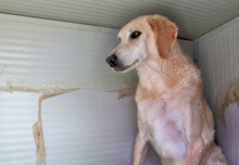 NUNO, Hund, Mischlingshund in Italien - Bild 4