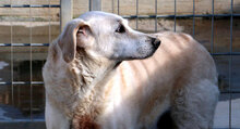 NUNO, Hund, Mischlingshund in Italien - Bild 8