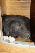 RAMON, Hund, Mischlingshund in Rumänien - Bild 11