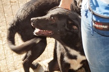 RAMON, Hund, Mischlingshund in Rumänien - Bild 12