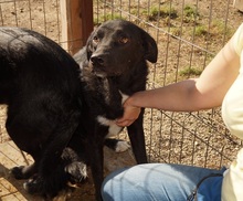 RAMON, Hund, Mischlingshund in Rumänien - Bild 13