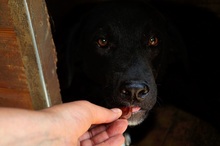 RAMON, Hund, Mischlingshund in Rumänien - Bild 7