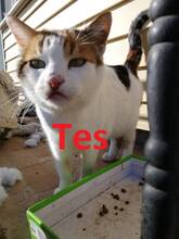 TES, Katze, Europäisch Kurzhaar in Belgien - Bild 1