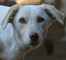 FIONA, Hund, Mischlingshund in Italien - Bild 1