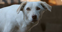 FIONA, Hund, Mischlingshund in Italien - Bild 2