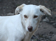 FIONA, Hund, Mischlingshund in Italien - Bild 3